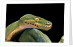 Morelia viridis (green tree python) by Anonymous
