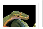 Morelia viridis (green tree python) by Anonymous