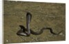 Naja haje (egyptian cobra) by Anonymous