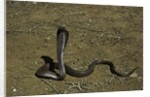 Naja haje (egyptian cobra) by Anonymous