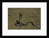 Naja haje (egyptian cobra) by Anonymous