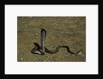 Naja haje (egyptian cobra) by Anonymous