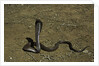 Naja haje (egyptian cobra) by Anonymous