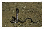 Naja haje (egyptian cobra) by Anonymous