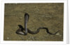 Naja haje (egyptian cobra) by Anonymous