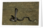 Naja haje (egyptian cobra) by Anonymous