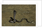 Naja haje (egyptian cobra) by Anonymous