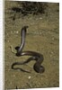 Naja haje (egyptian cobra) by Anonymous