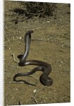 Naja haje (egyptian cobra) by Anonymous