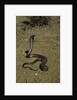 Naja haje (egyptian cobra) by Anonymous