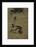 Naja haje (egyptian cobra) by Anonymous