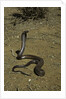 Naja haje (egyptian cobra) by Anonymous