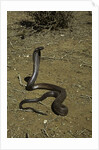 Naja haje (egyptian cobra) by Anonymous