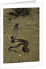 Naja haje (egyptian cobra) by Anonymous
