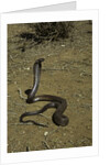 Naja haje (egyptian cobra) by Anonymous