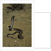 Naja haje (egyptian cobra) by Anonymous