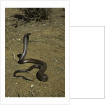 Naja haje (egyptian cobra) by Anonymous