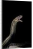 Naja haje (egyptian cobra) by Anonymous
