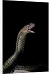 Naja haje (egyptian cobra) by Anonymous