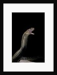 Naja haje (egyptian cobra) by Anonymous