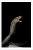 Naja haje (egyptian cobra) by Anonymous
