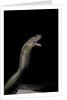Naja haje (egyptian cobra) by Anonymous