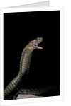 Naja haje (egyptian cobra) by Anonymous