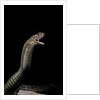 Naja haje (egyptian cobra) by Anonymous