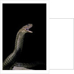 Naja haje (egyptian cobra) by Anonymous