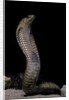 Naja haje (egyptian cobra) by Anonymous