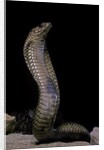 Naja haje (egyptian cobra) by Anonymous