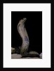 Naja haje (egyptian cobra) by Anonymous