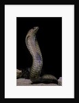 Naja haje (egyptian cobra) by Anonymous