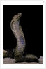 Naja haje (egyptian cobra) by Anonymous