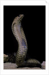 Naja haje (egyptian cobra) by Anonymous