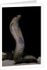 Naja haje (egyptian cobra) by Anonymous