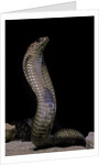 Naja haje (egyptian cobra) by Anonymous