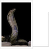 Naja haje (egyptian cobra) by Anonymous