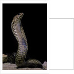 Naja haje (egyptian cobra) by Anonymous