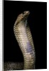 Naja haje (egyptian cobra) by Anonymous