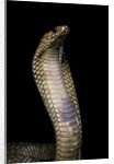 Naja haje (egyptian cobra) by Anonymous