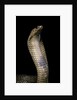 Naja haje (egyptian cobra) by Anonymous