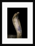 Naja haje (egyptian cobra) by Anonymous