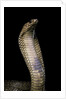 Naja haje (egyptian cobra) by Anonymous