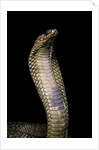 Naja haje (egyptian cobra) by Anonymous