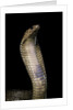 Naja haje (egyptian cobra) by Anonymous