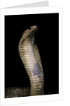Naja haje (egyptian cobra) by Anonymous
