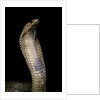 Naja haje (egyptian cobra) by Anonymous