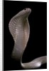 Naja kaouthia (monocled cobra) by Anonymous