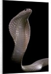 Naja kaouthia (monocled cobra) by Anonymous